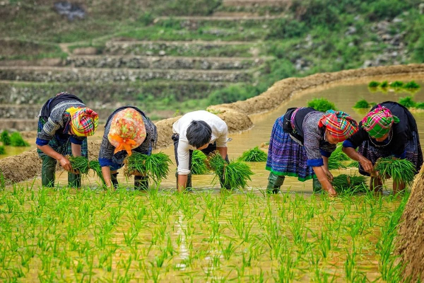 7D6N Magical Mu Cang Chai & Stunning Sapa Tour - photo 17